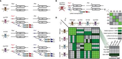Modeling-informed Engineered Genetic Incompatibility strategies to overcome resistance in the invasive Drosophila suzukii